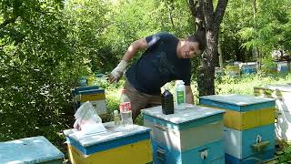 Обработка пчел от клеща Варроа. Щавелевая кислота или Бипин. Лечение Акарапидоза пчел.