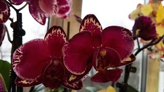 Моя новенькая орхидейка! И что ещё цветёт в феврале?!