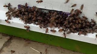 Robber bees and how to stop them | Beekeeping \ Bee farming