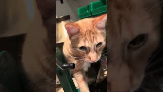 Any tips for keeping a cat off your reloading bench? ￼