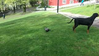 The crow attacked a dog / Хитрая ворона напала на собаку