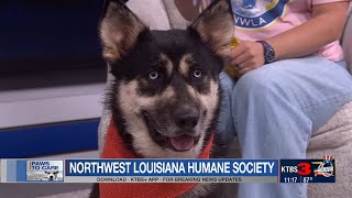 Paws to Care: Northwest LA Humane Society