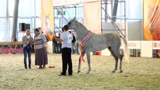 XII Чемпионат России по шоу арабских лошадей