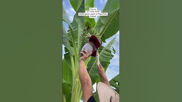 Chuối sáp nghệ- vn- dẻo- ngọt - ngon lắm nha!!