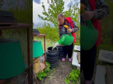 Народный рецепт подкормки