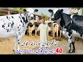 Hamza Dairy Farm | Imported Cows | Khangar Cows for Sale | Fresh Delivery Available 