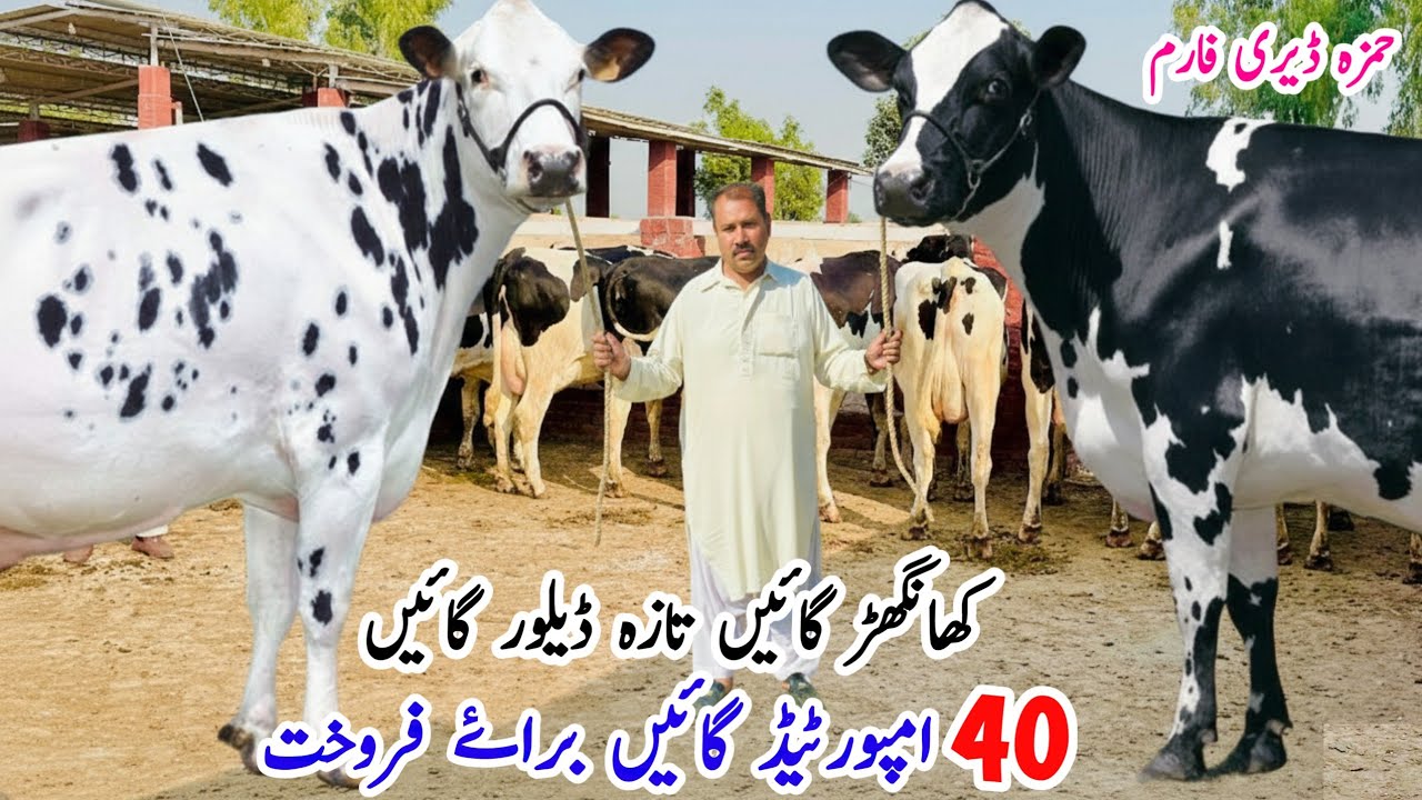 Hamza Dairy Farm | Imported Cows | Khangar Cows for Sale | Fresh Delivery Available 
