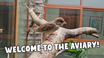 Introducing My New Baby Sparrow into My Giant Home Aviary 🐦 | Vlog #1827