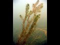 Boardwalk talk  submerged aquatic vegetation of the mobile tensaw delta