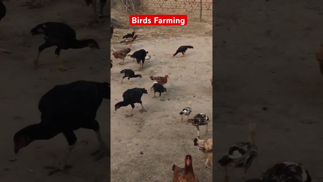 Forming Pakka Qarobar💫💫💫🥀🥀💫💫💫