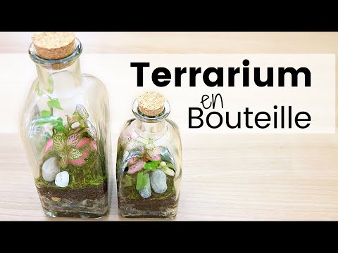 Vidéo: Cadeau de bricolage pour les jardiniers - Fabriquer un terrarium de Noël avec des plantes vivantes