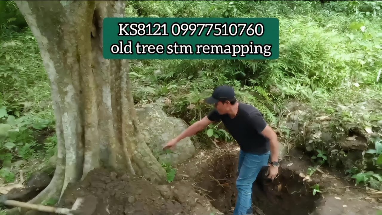 Old Lanzones Tree Bench Marker Remapping