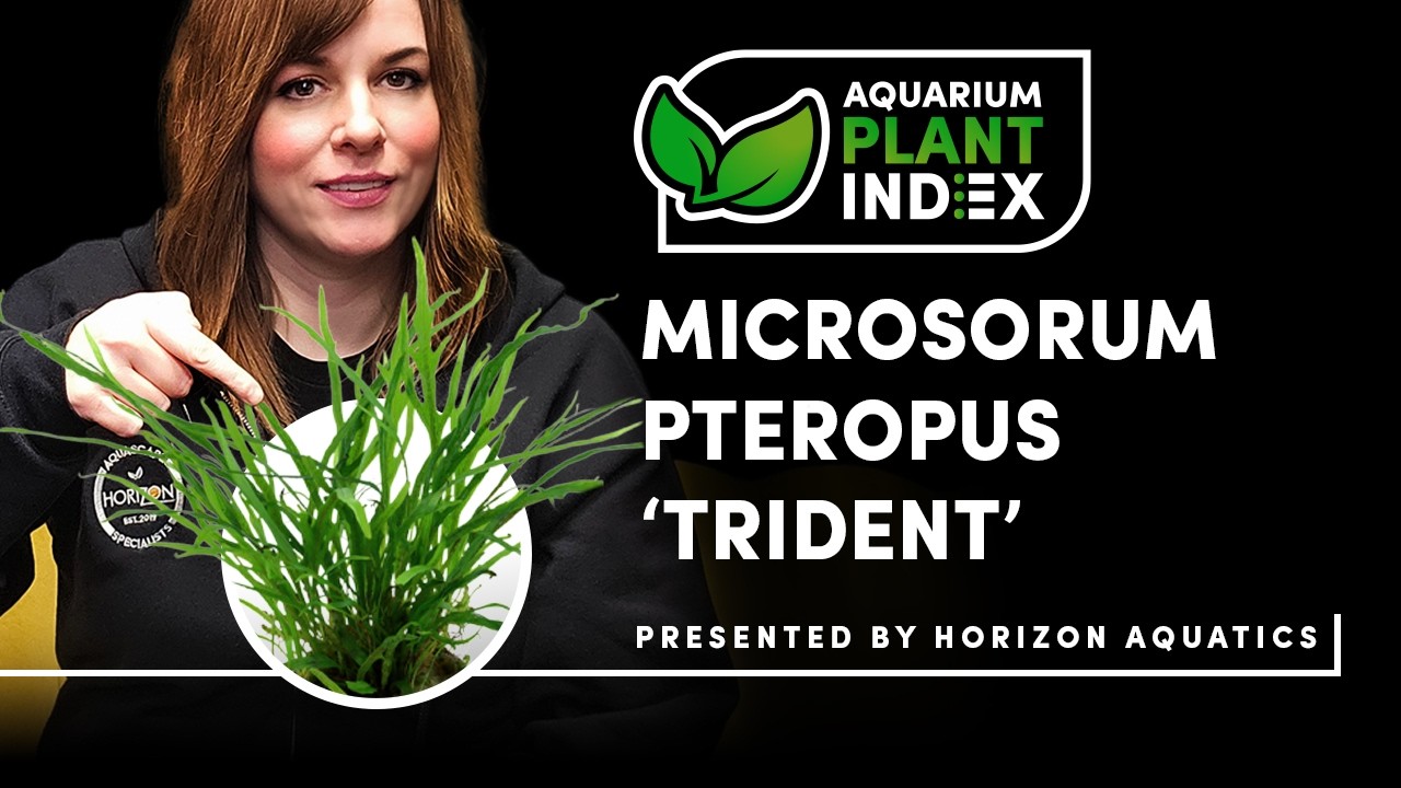 Trident Fern Care Guide 🌿 | Microsorum pteropus ‘Trident’ Explained”