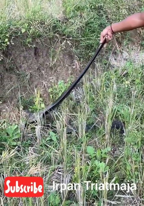 Pade Suwa Petualang H4mp1r Dig1g1t Ular King Cobra #kingcobra #ularkingcobra #cobra #short#kingsnake