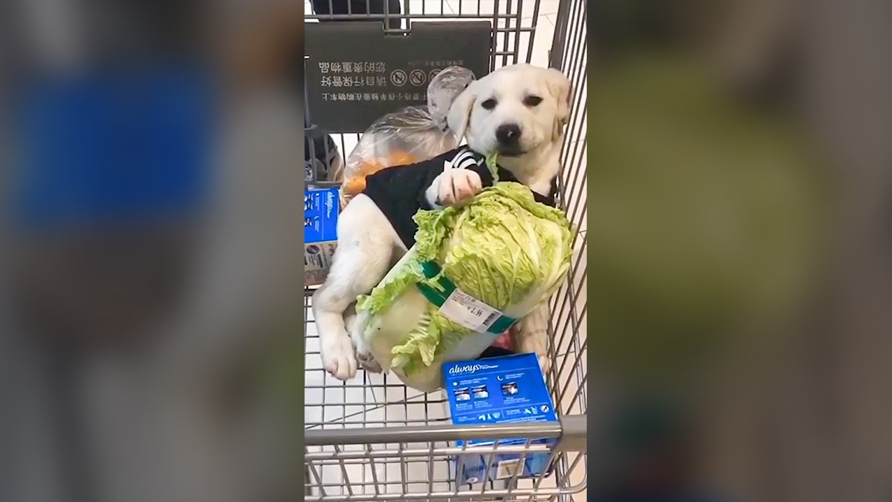 What Happens If A Dog Eats Lettuce