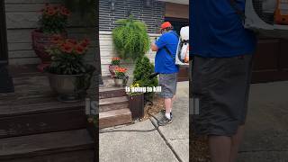 Mosquito Spraying Vs Diy Which Is The Best Way To Kill Mosquitoes shorts