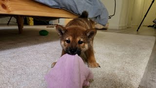 Ep7 - Domo won't give us back the towel #shibainu #puppies #dogs #canada