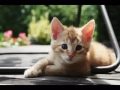 German Rex Kitten 1 の動画、YouTube動画。