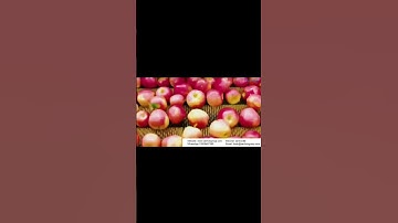 Apple cleaning and sorting line # Automated fruit sorting conveyor machine # Belt conveyor line