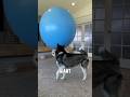 Husky Can T Contain Excitement Around Balloons Shorts Husky Can T Contain Excitement Around Balloons Shorts