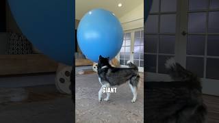 Husky can’t contain excitement around balloons! #shorts