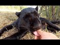 Black Leopards Super Senses | The Lion Whisperer