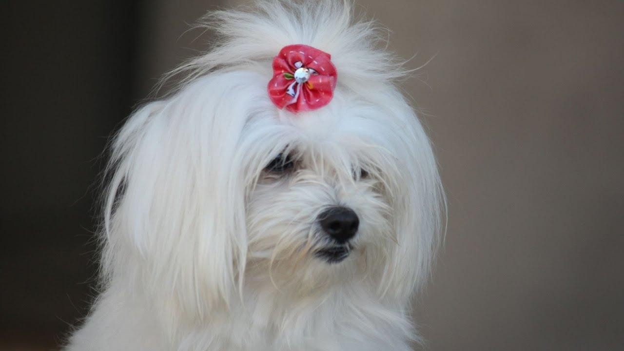 The History of Maltese Dogs in Royal Families