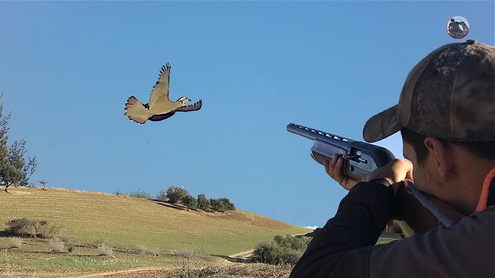 Partridge and hare hunting season 2020-21 Part 2