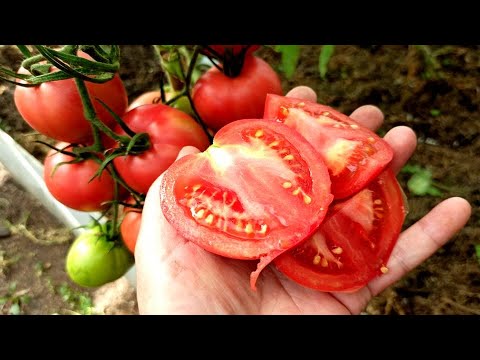 Самые крупные и мясистые томаты Агрофирмы Партнер Семена Партнер Дзен