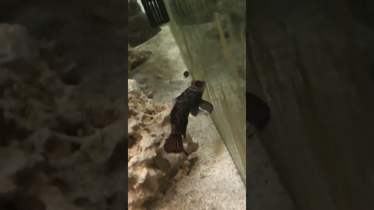 Mandarin goby at night