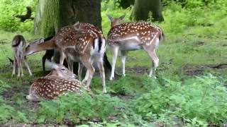 Hirschpark Hamburg Олений парк