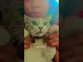 motagem miau miau