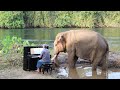Piano for 2 Bull Elephants - Behind-the-Scenes + FAQs