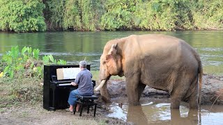 Piano for 2 Bull Elephants - Behind-the-Scenes + FAQs