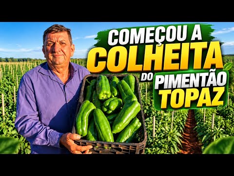 COMEÇOU A COLHEITA DO PIMENTÃO DE TESTE TOPAZ!