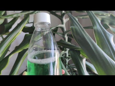 Video: Mengkaji Komposisi Minuman: Air Berkarbonat