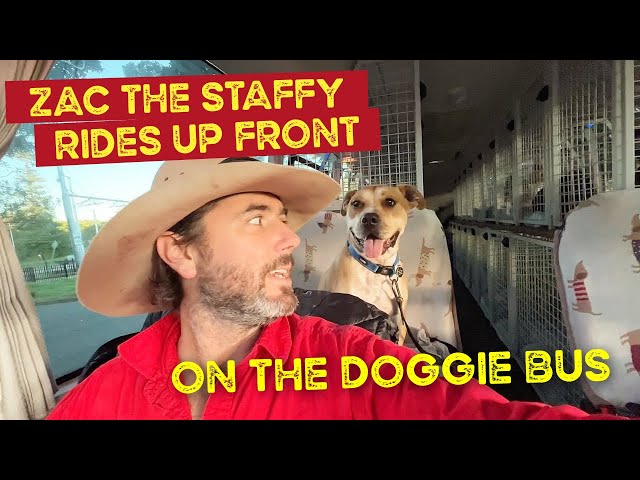 Doggy Bus Picking Up Dogs for Daycare - Zac the Staffy Rides Up Front class=