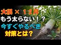 【大根】12月はもう太らない!?それでも今すぐやるべき大切な対策とは