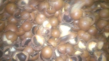 macadamia color sorting machine emily@angelon.com.cn