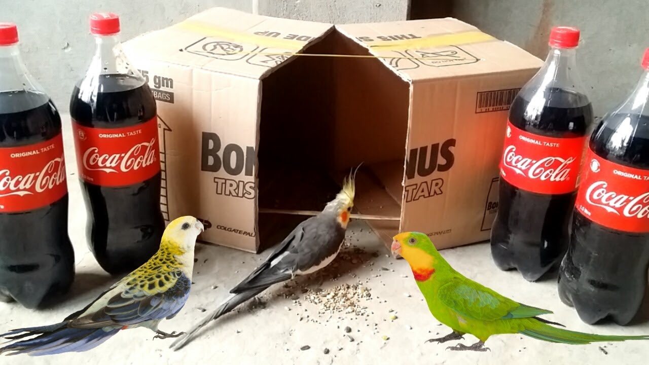 Experiment: Coca Cola Catch Parrot Bird Trap with Cardboard Box – How To Trap Parrot