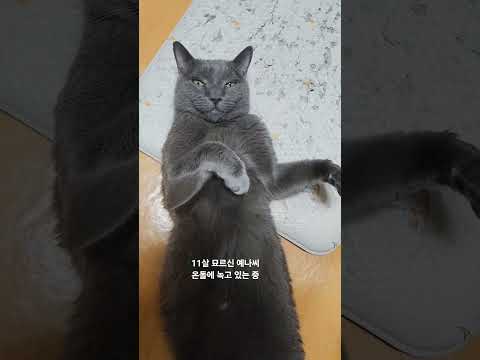 11살 묘르신 예나씨 온돌에 등 지지는 중입니다.