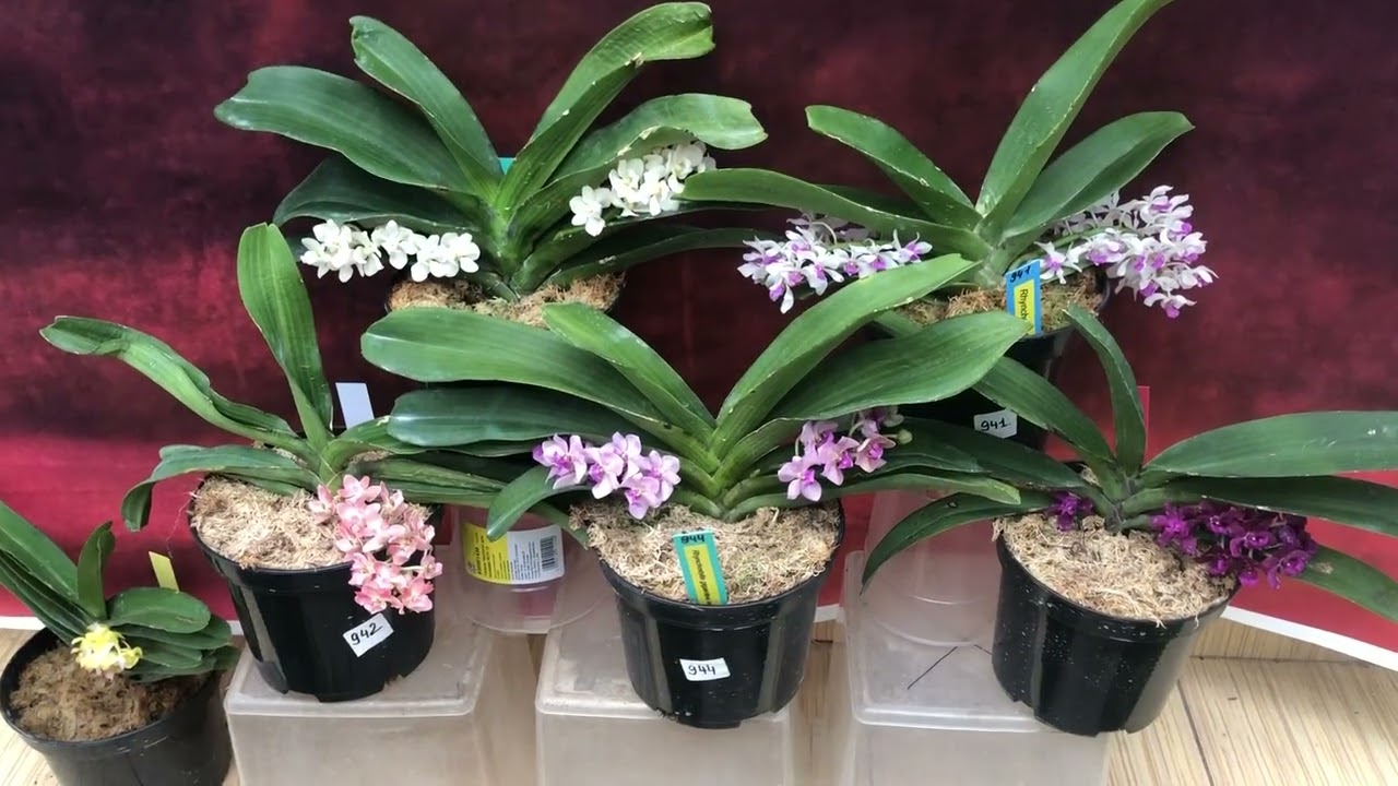 Neostylis, Rhynchostylis ,ASCOCENTRUM MINIATUM