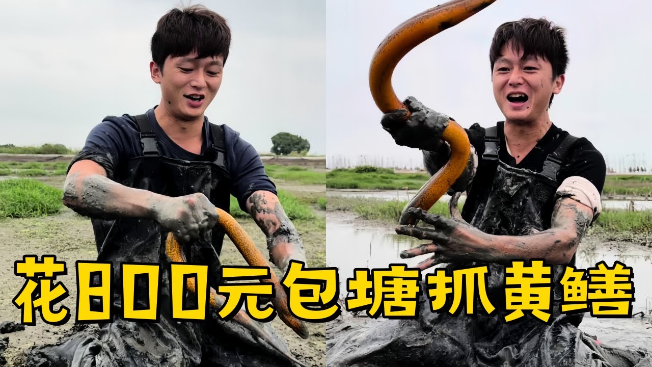 否哥带水猴子花800元包下塘，里面的鳝鱼又多又大抓起过瘾！