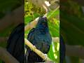 Koyal Ki Awaaz Cuckoo Bird Sound Koel Ki Awaz Koyal Ki Awaaz Cuckoo Bird Sound Koel Ki Awaz