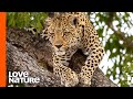 Young Leopard Learns to Hunt Like a Pro