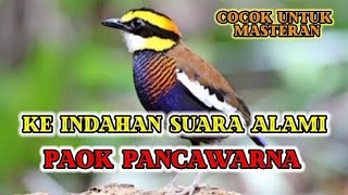 Indahnya Suara Alami Burung PAOK PANCAWARNA . Cocok untuk Masteran!!