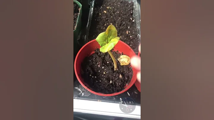 my Castor bean sprouted *EXCITED* about my summer ...