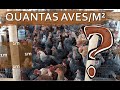 Quantas aves por metro quadrado posso colocar nos sistemas caipiras?