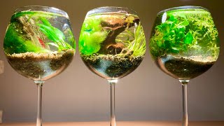 와인잔에 애완새우 TOP3종류 기르기(체리새우, 블루벨벳, CRS)[원스팜] Shrimp bowl in wine glasses [Won's Farm]