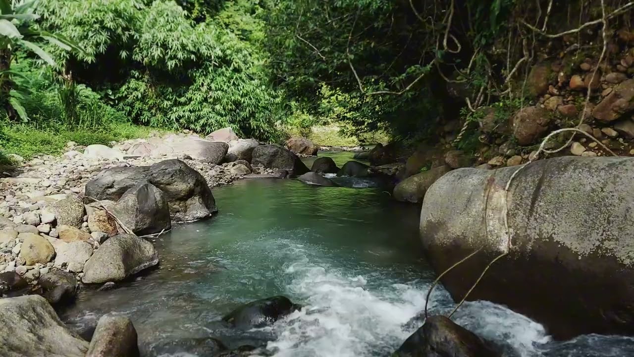 Experience A Peaceful and Quiet Forest Brook For Deep Concentration And Calm